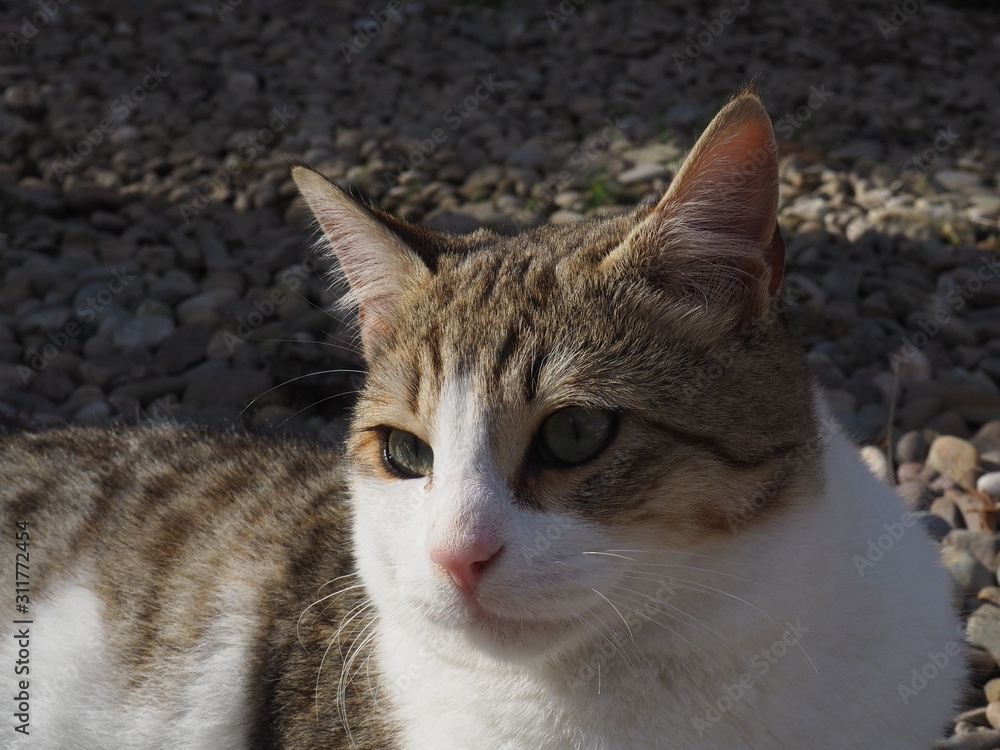  cat doing daily actions photographed up close