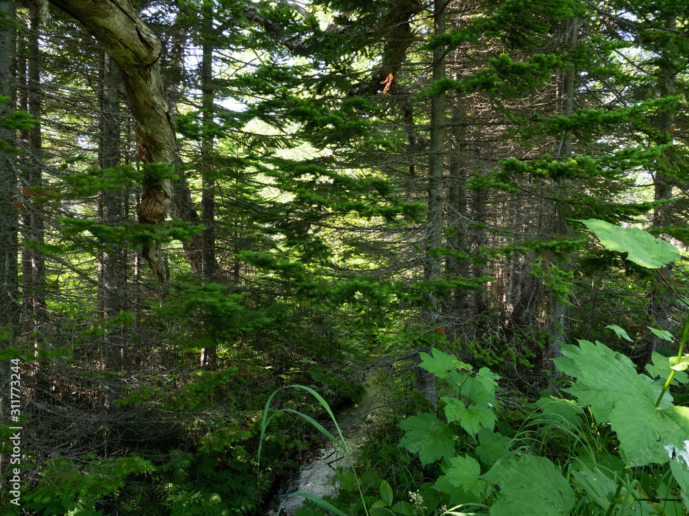 Fototapeta premium Forest