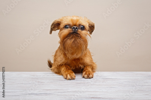 Puppy Brussels Griffon photo