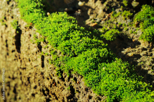 Closeup of moss © กรบุรษ วรดี