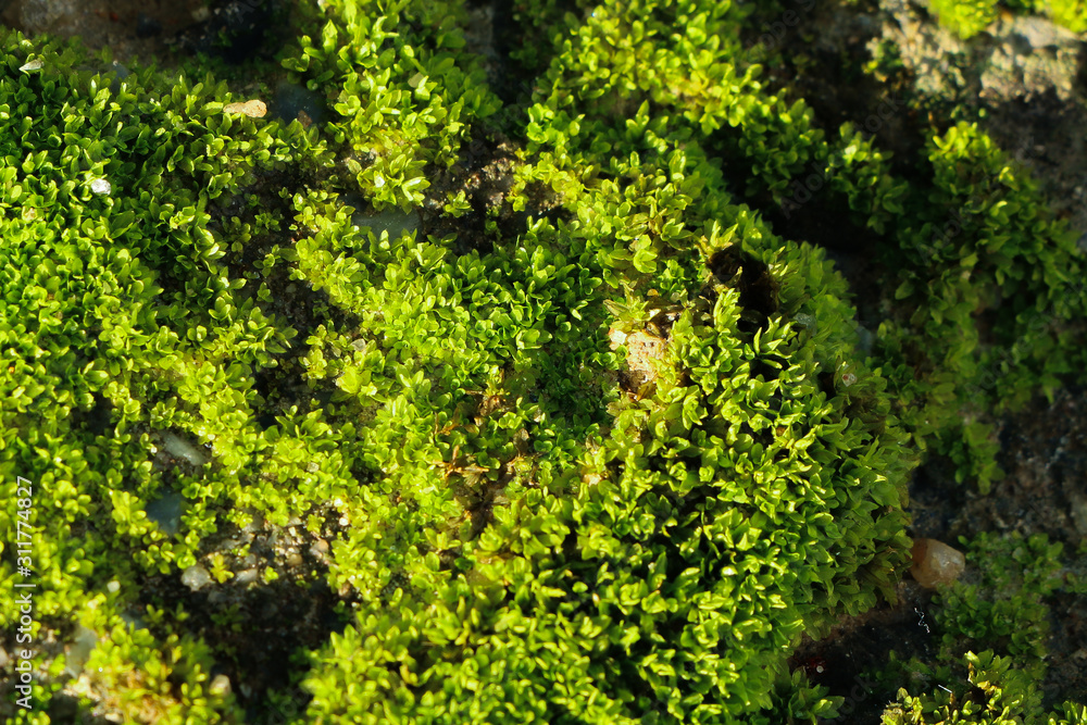 Closeup of moss Closeup of moss