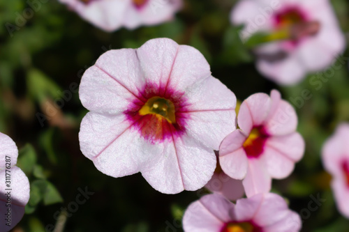 pink flower in the garden