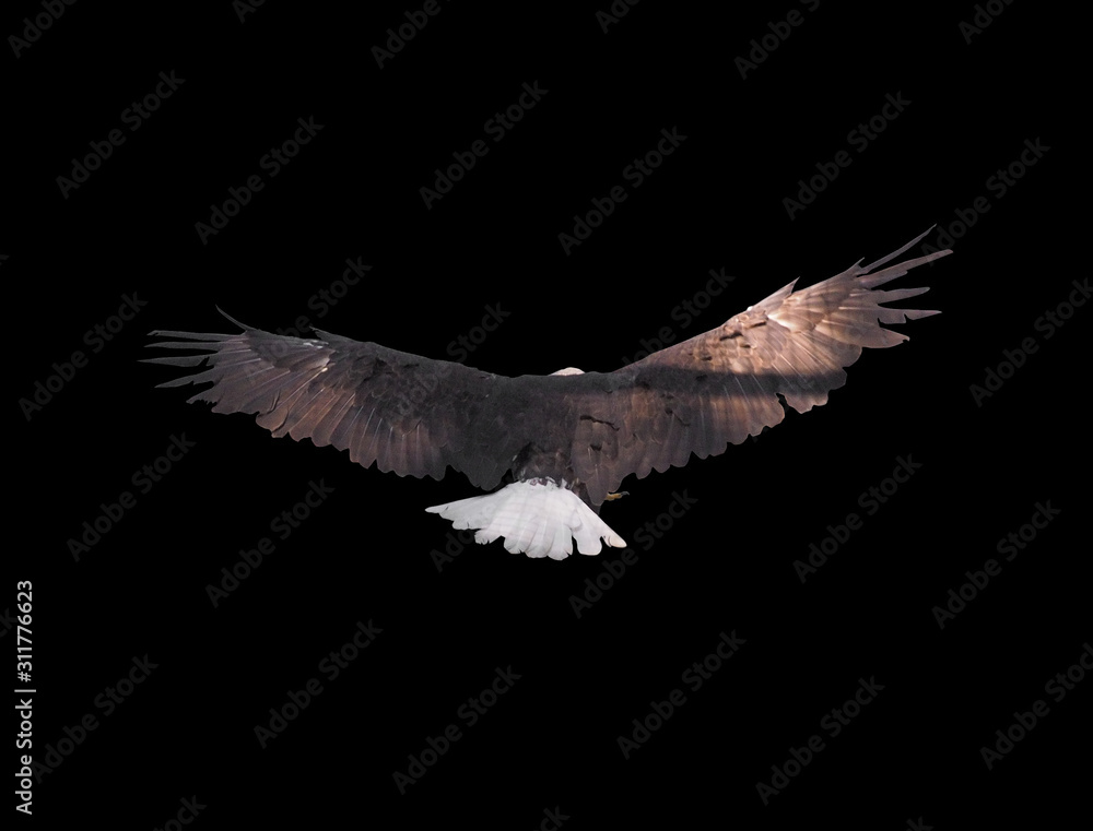 Obraz premium Eagle with opened wings isolated