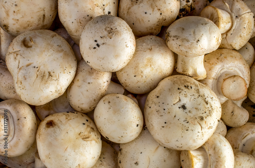 Fresh white mushrooms top view, close-up Fresh white mushrooms top view, close-up
