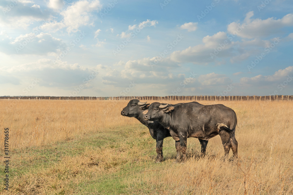 Fototapeta premium African bulls couple standing on the grass steppe in autumn.