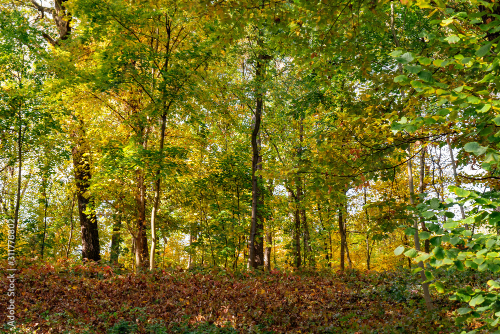 Autumn forest trees with yellow leaves, picturesque landscape.