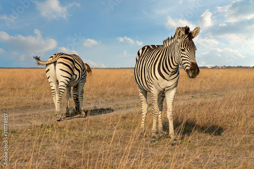 Zebra African animal couple on steppe pasture