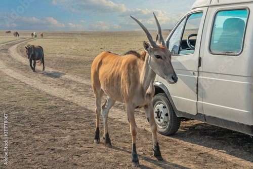 Antelope animal near safari car in steppe. photo