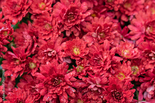 chrysanthemum red flowers with dew drops