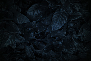 Black leaves and ornamental plants