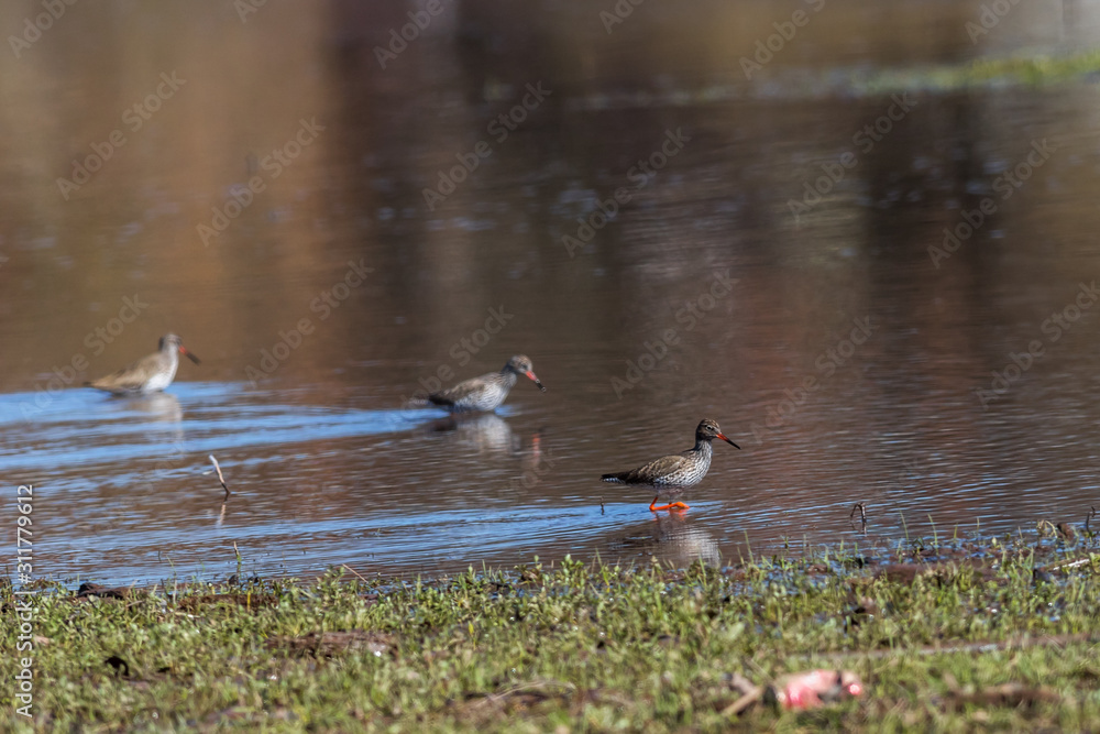 Common Redshank (Tringa totanus)