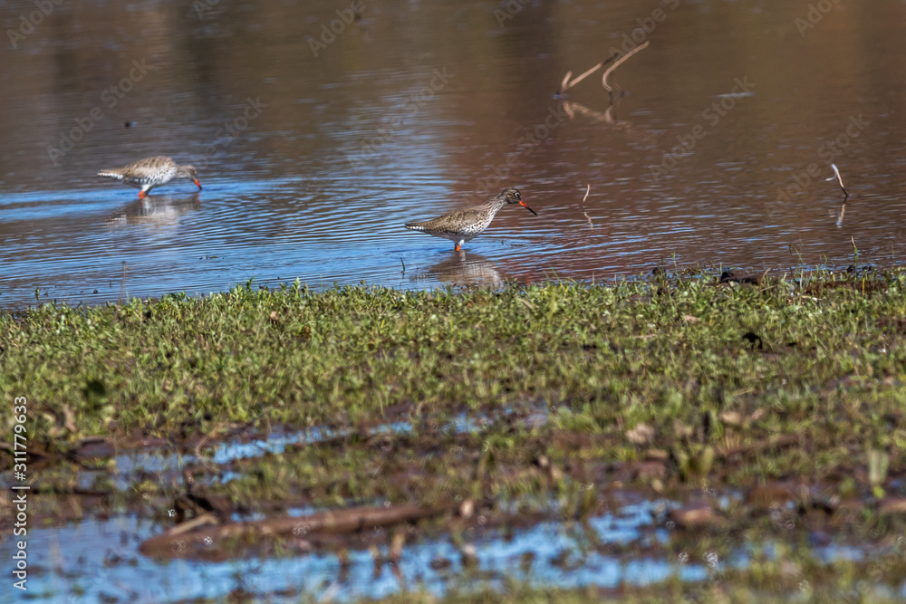 Common Redshank (Tringa totanus)