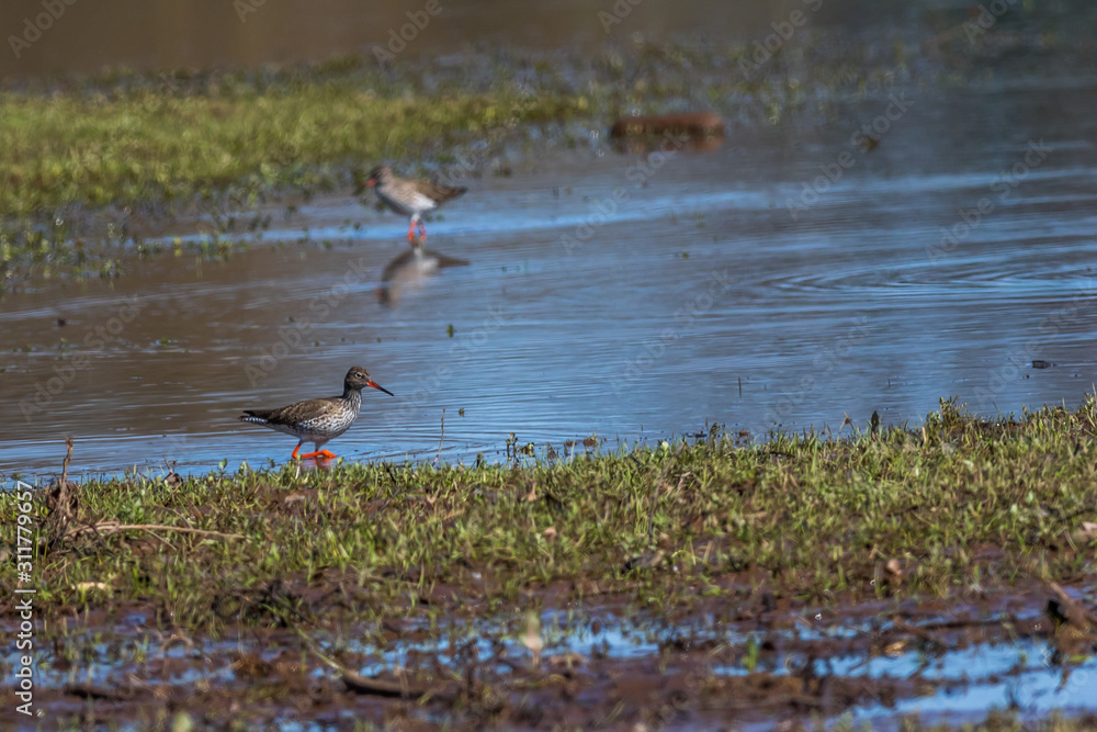 Common Redshank (Tringa totanus)