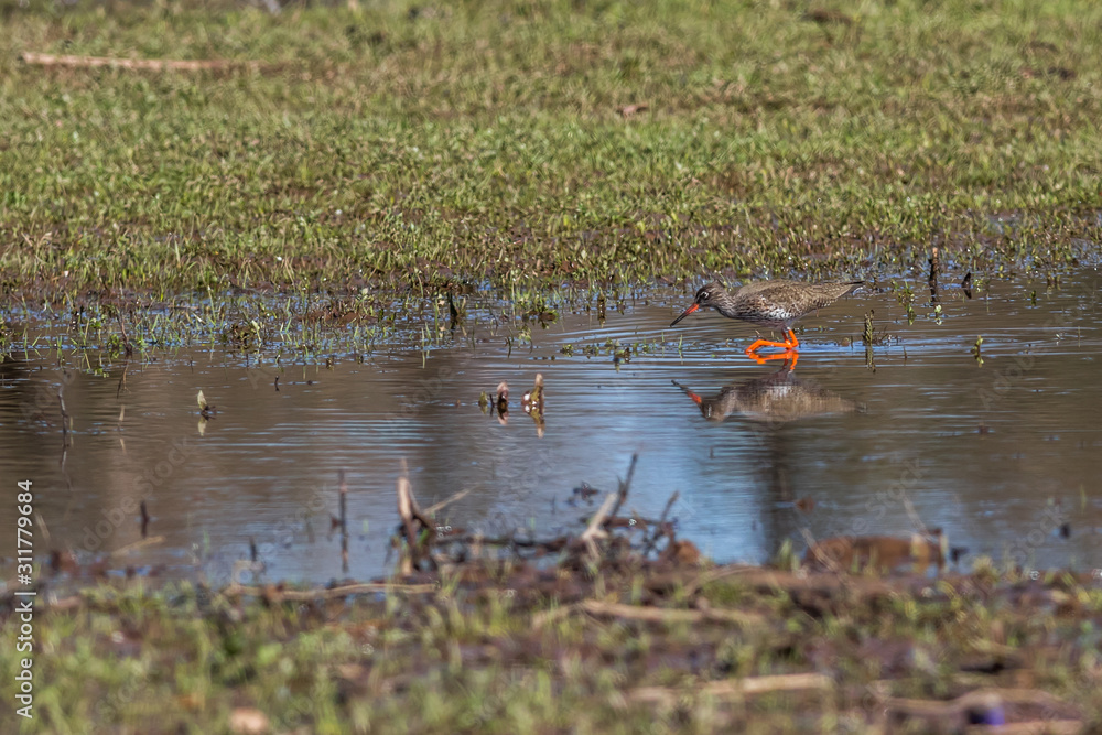Common Redshank (Tringa totanus)