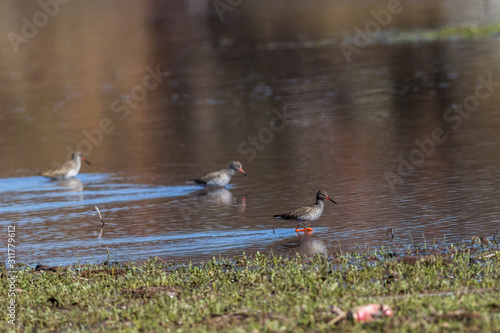 Obraz na płótnie Common Redshank (Tringa totanus) w salonie