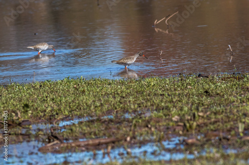 Obraz na płótnie Common Redshank (Tringa totanus) w salonie