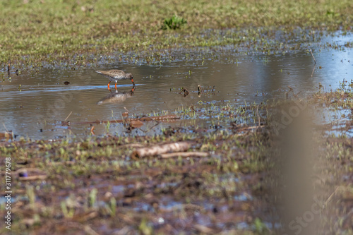 Obraz na płótnie Common Redshank (Tringa totanus) w salonie