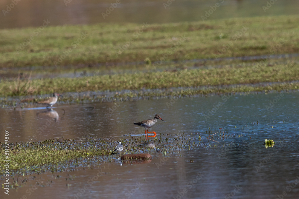 Common Redshank (Tringa totanus)
