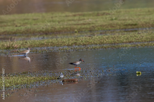Obraz na płótnie Common Redshank (Tringa totanus) w salonie