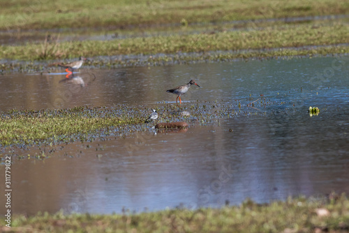 Obraz na płótnie Common Redshank (Tringa totanus) w salonie