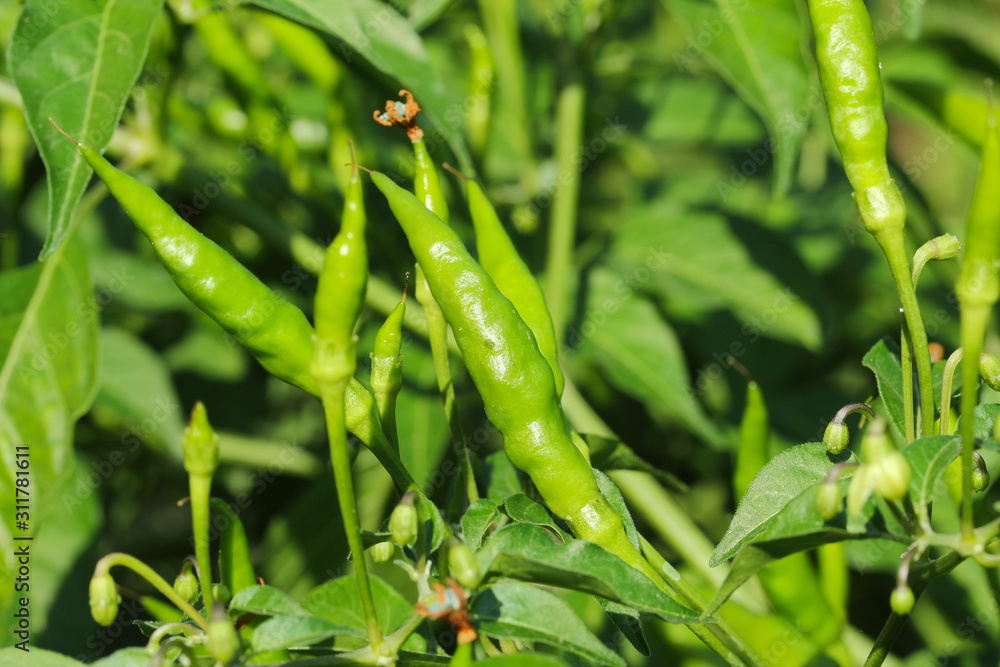 Green chillies in plant garden with sunlight. Green chillies in plant garden with sunlight.
