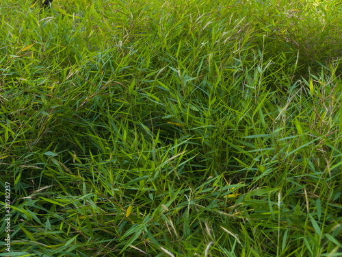 Obraz na plátně Pradera verde de grama alta por montones con luz de verano