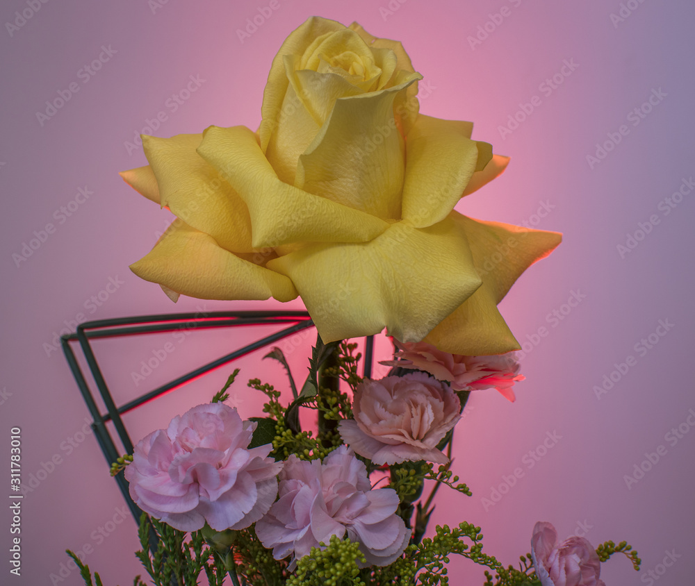 Uma rosa amarela Stock Photo | Adobe Stock