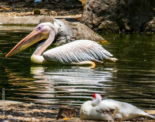 Photography Isolated pelican, Kuala Lumpur Bird Park, Malaysia