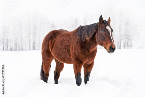 Dark brown horse walks on snow, blurred threes in background © Lubo Ivanko