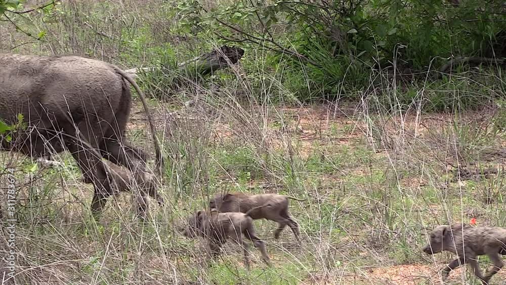 Detail of female warthog with her newborn young. Handheld Detail of female warthog with her newborn young. Handheld