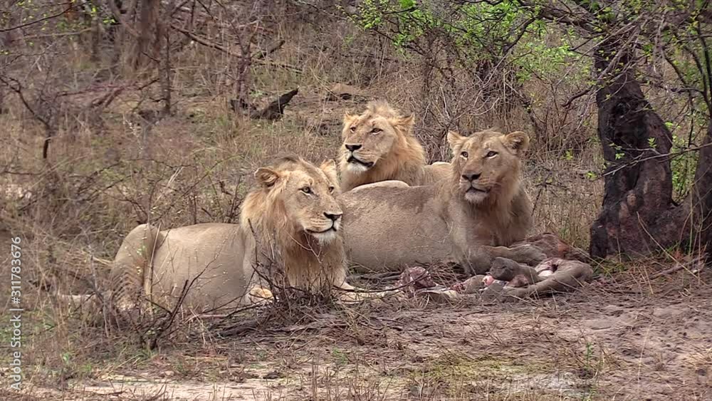 Detail of three young male lions on giraffe kill. Static Detail of three young male lions on giraffe kill. Static