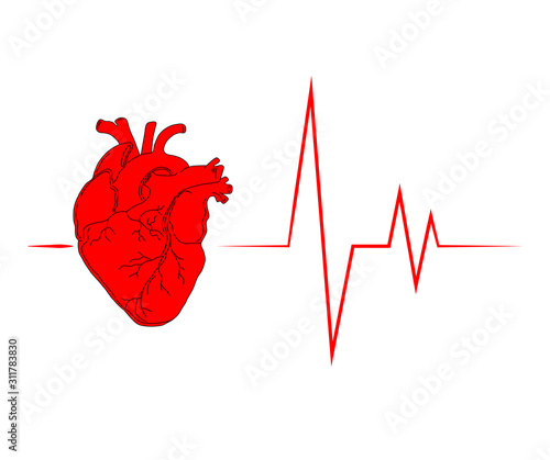 Red anatomical heart with a cardiogram. Heart icon for medical facilities. Abstract background that represents a healthy heart, life, heart medicine.