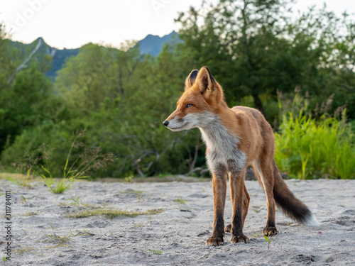Fox © vladimir