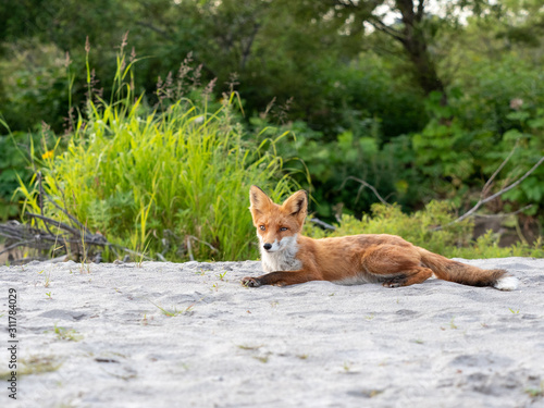 Fox