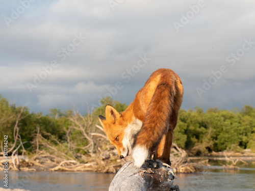 Fox
