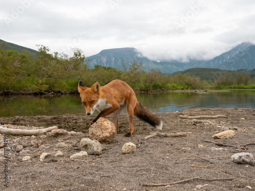 Fox