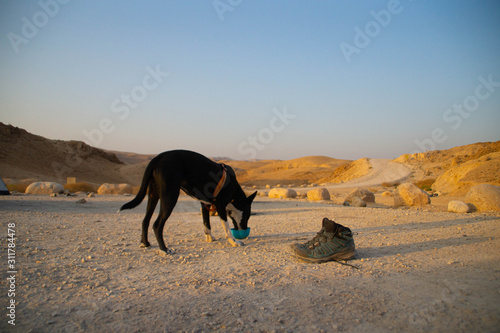 Dog drinking water in the camp of Judaean Desert and a pair of hiking shoes, Dead Sea area, Israel