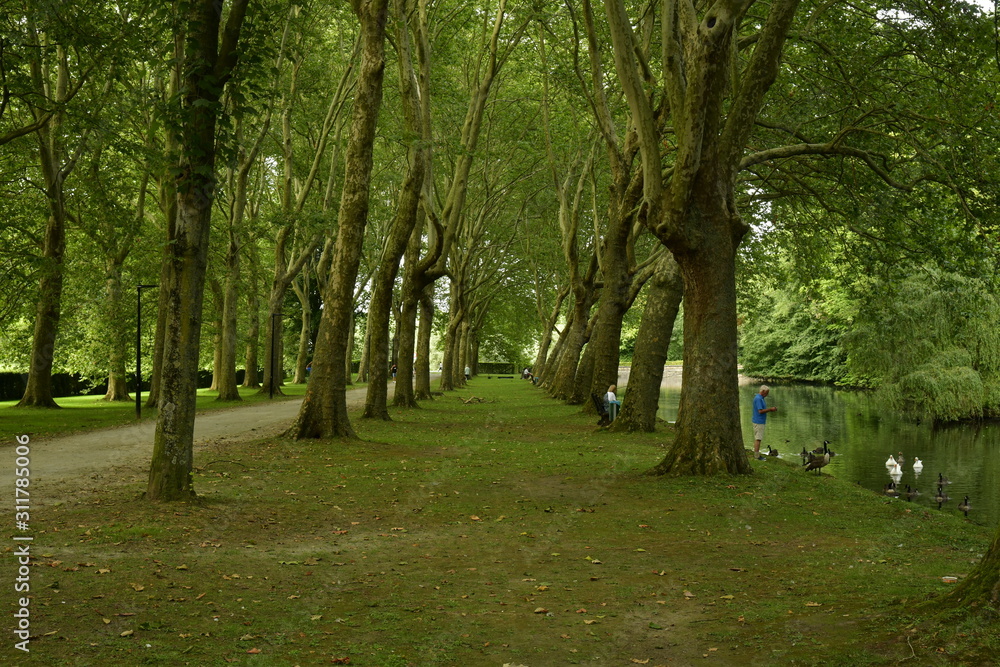 Rangées d'arbres serrés le long de l'étang principal du parc Coloma à St-Pieter-Leeuw 