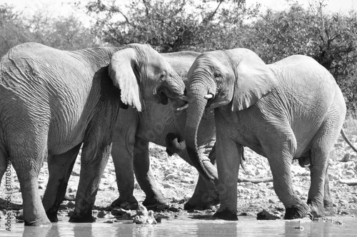 Namibia: A Herd of elephants at the Halali waterhole in Etosha Salt pans