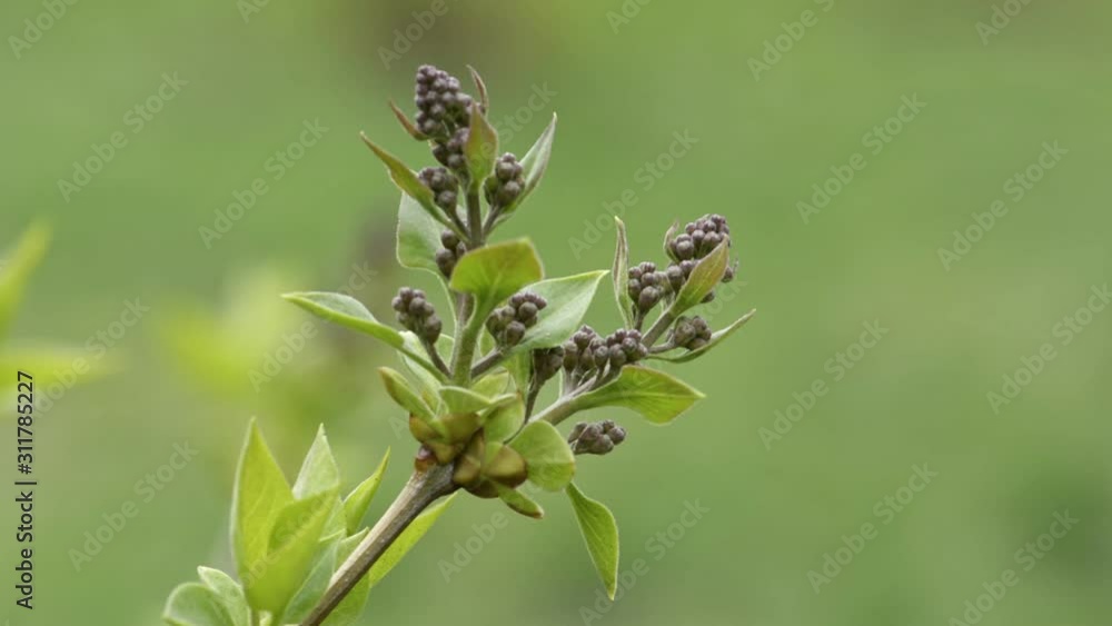 Lilac Buds close-up in Springtime. Lilac Buds close-up in Springtime.