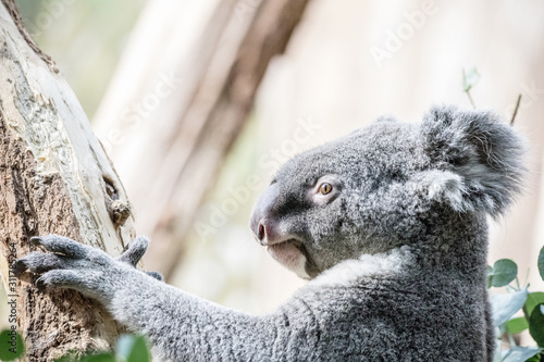 Canvas Print Koala Bear at Tree