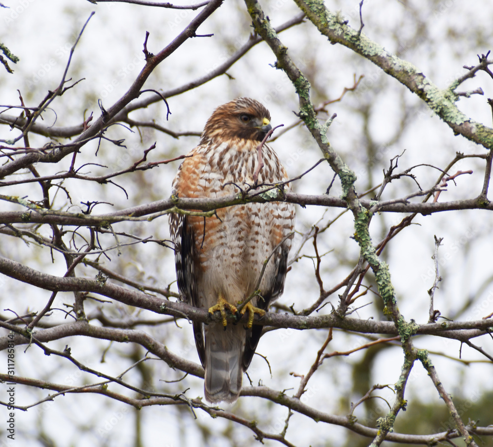 Red Tailed Hawk Resting On Tree Branch Red Tailed Hawk Resting On Tree Branch