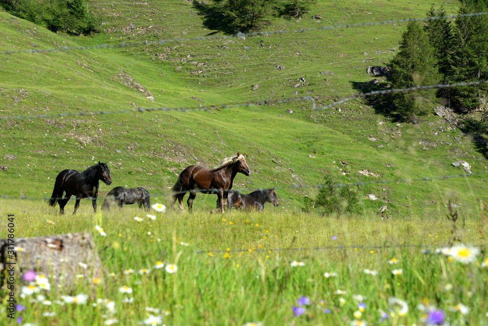 Naklejka premium Viehweidr in den Bergen