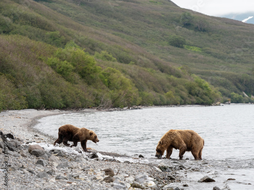 Bears