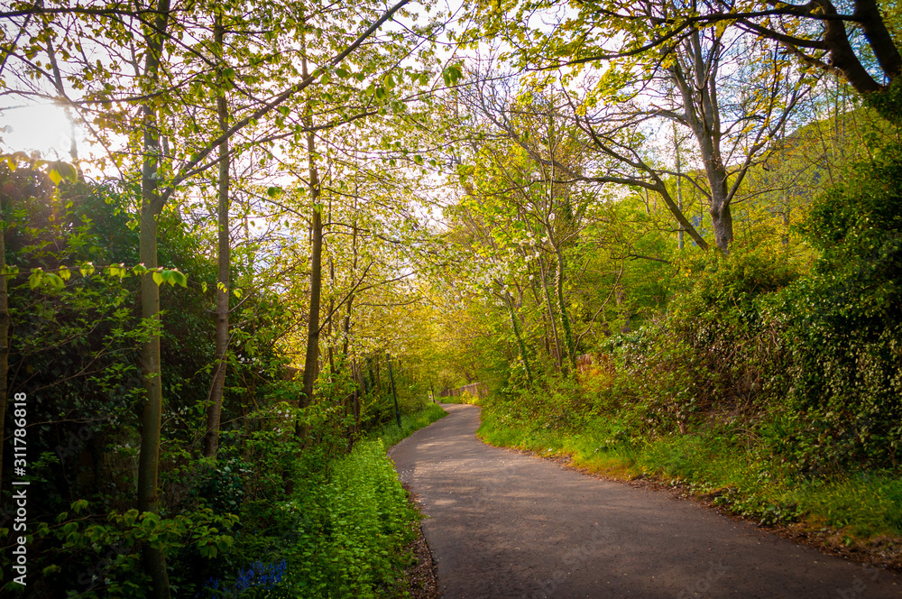 Forest Forest