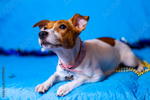 Fototapeta Naklejka Na Ścianę i Meble -  Jack Russell Terrier dog on a sky-blue background