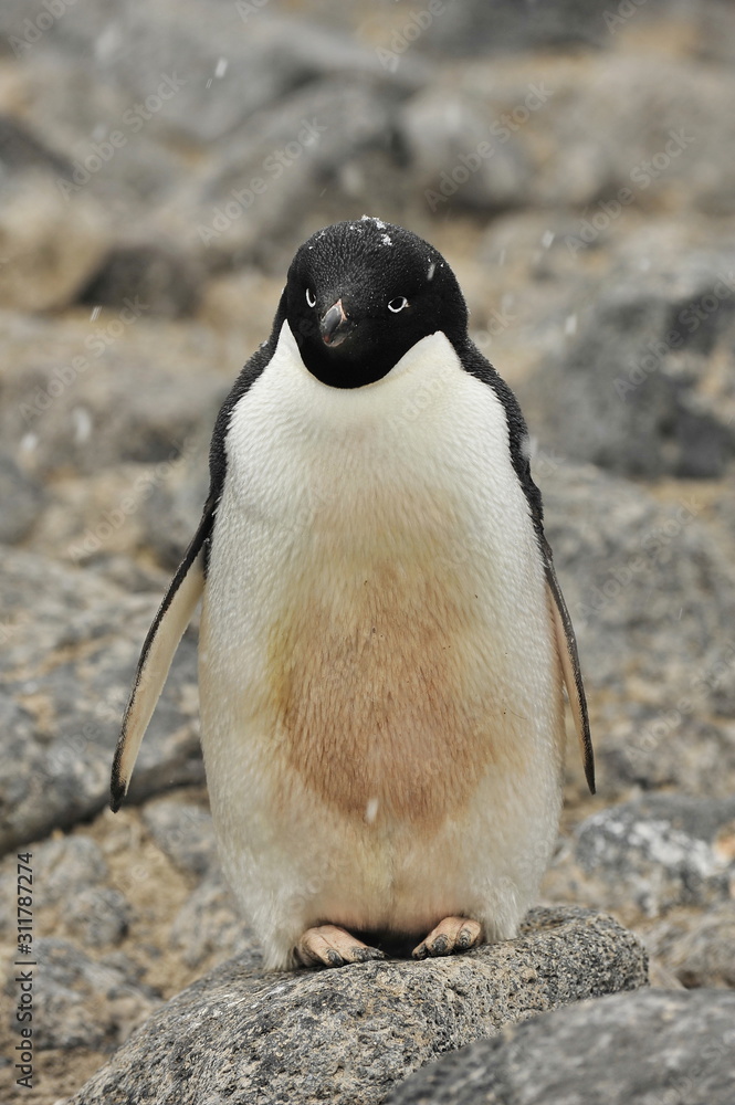 Naklejka premium Penguins on the coast of the Antarctic Peninsula. Antarctic wildlife.