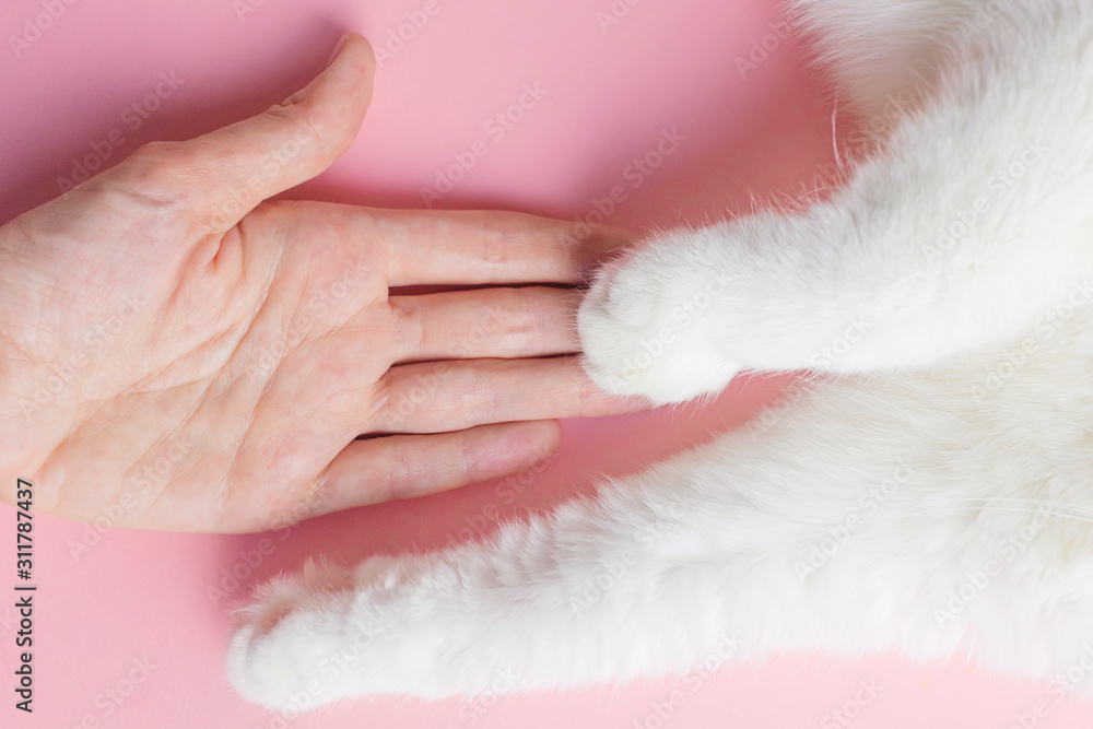 White cat's paw and human hand on a pink background. The concept of friendship of a man with a pet, caring for animals. Minimalism, feed on top, place for text.. White cat's paw and human hand on a pink background. The concept of friendship of a man with a pet, caring for animals. Minimalism, feed on top, place for text..