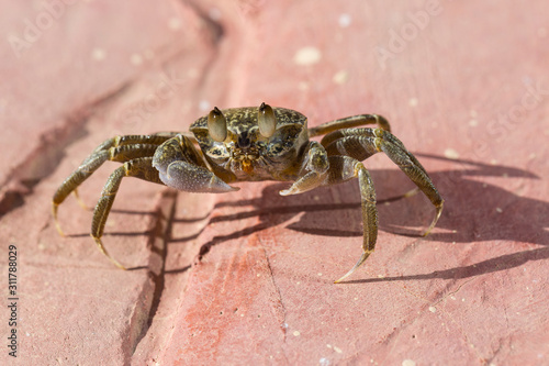 Ghost crabs are semiterrestrial crabs subfamily Ocypodinae.  A male teenager. Arthropods on land.