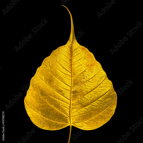  Gold Bodhi Tree leaf isolated on black background